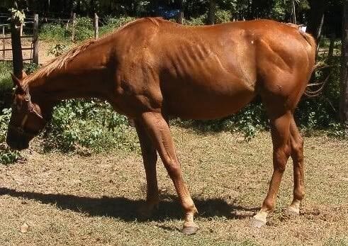 WHY DO WE WORM HORSES? WHY DO WE WORM HORSES?